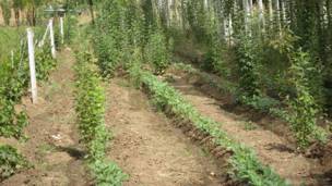 Зиндони занона 