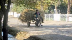 Кӯдакони ҳезумчин