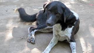 Саг Ахилетс