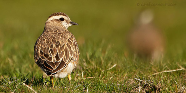 Dotterel by David Cookson