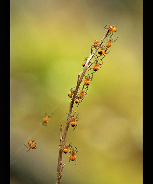 Spiderlings by Vivienne Beck