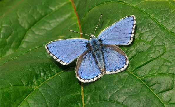 male adonis blue butterfly by Pete Withers