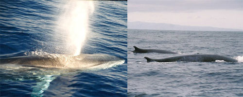 Thumbnail image for Pair 5