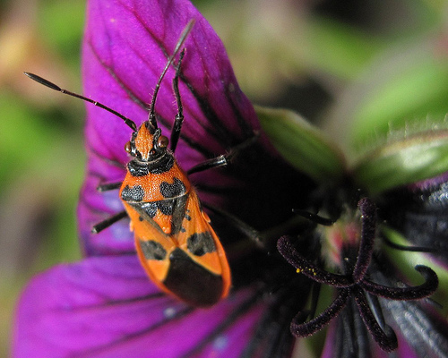 Corizus Hyoscyami by Ewan Pearce