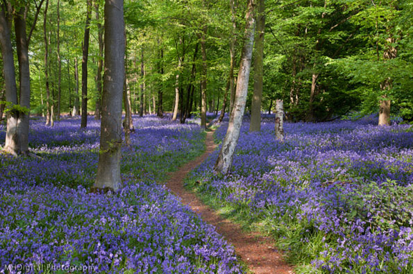 Bluebells wood by MHDigital
