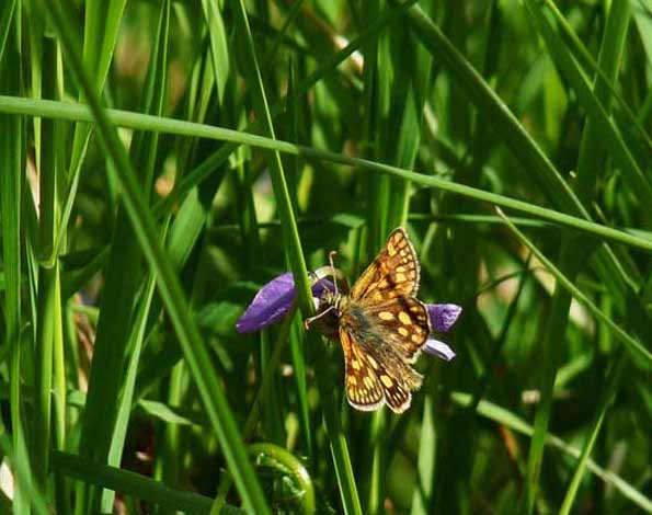chequered skipper butterfly by Christine Corfield
