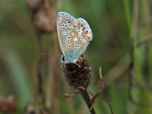 Common blue © Emma Brennand