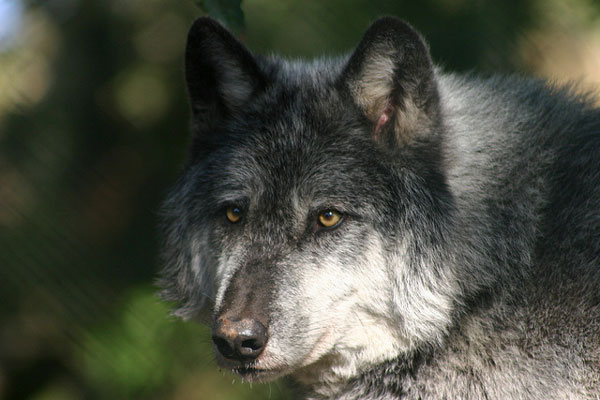 Wolf by Joanne Coupe