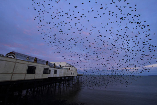 starlings leaving roost at dawn