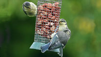birds on feeder