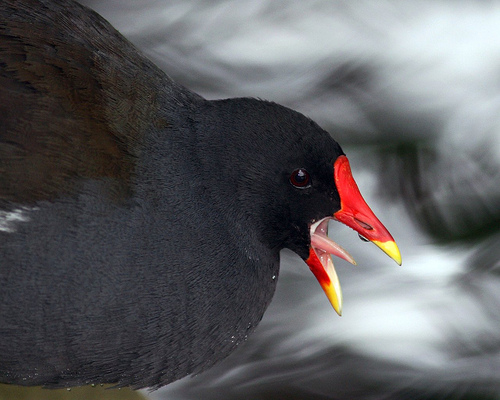 moorhen tongue by mark coates 