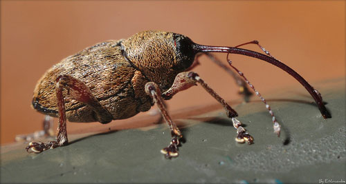 Nut weevil by Eddie Nurcombe