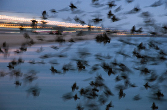 Starling flock by James Offer