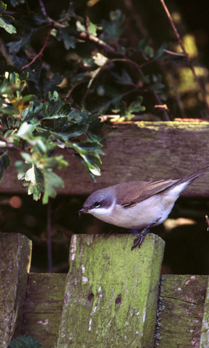 Lesser whitethroat copyright Tommy Holden/BTO)