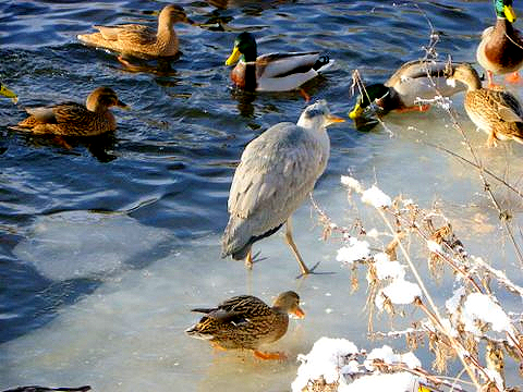 The River Cart, Pollok Park Glasgow, by Douglas Carruth