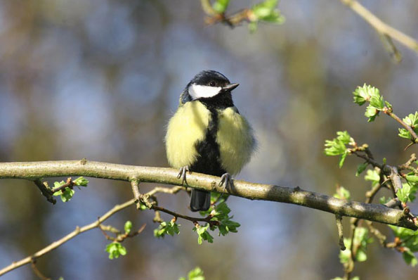 Great tit by Martin Garwood / Woodland Trust Picture Library