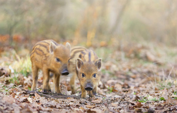 Hoglets by Ben Locke