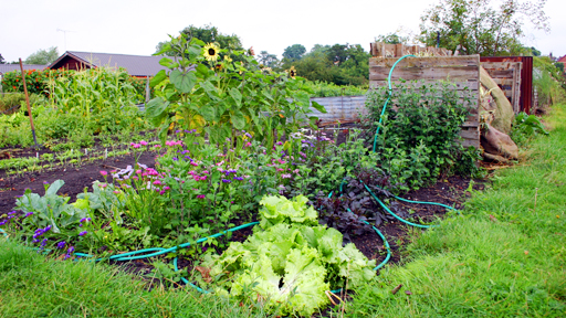 vegetable garden