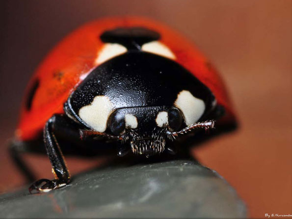 Ladybird by Eddie Nurcombe