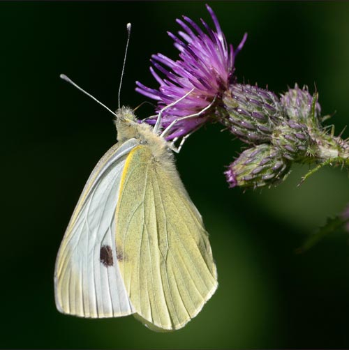 Small white by Kevin Loader