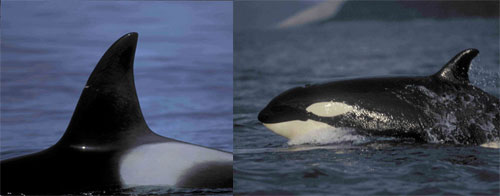 Thumbnail image for Pair 3