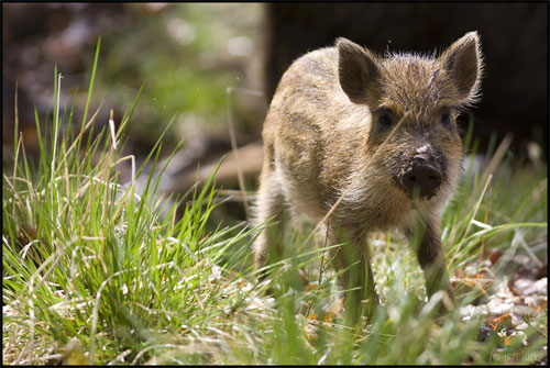 Wild Boar Piglet © Ben Locke