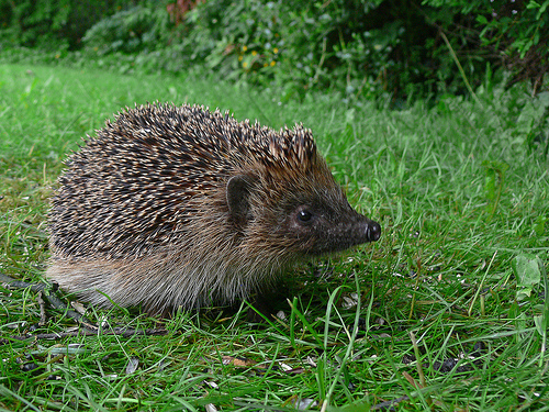 hedgehog by tim melling