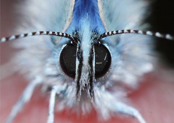 Common blue by Jel 1969