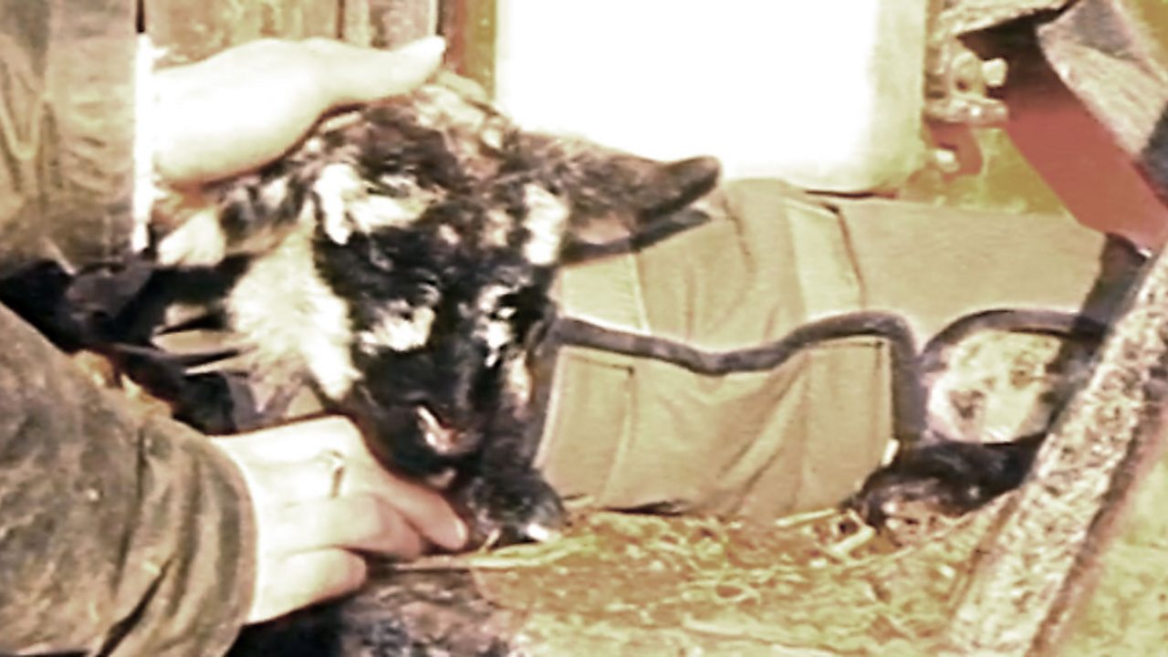 Electric jacket for lambs, 1986