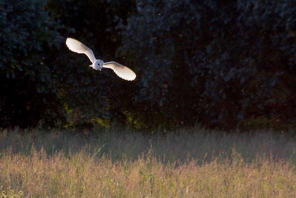 barn owl