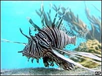 lionfish