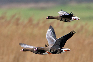 white-fronted geese