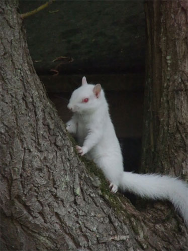 albino squirrel by rachel from Scotland