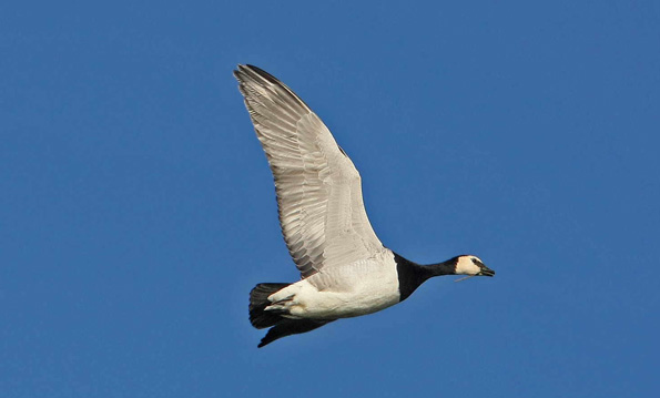 Barnacle goose
