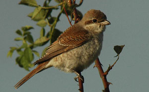Red-backed Shrike