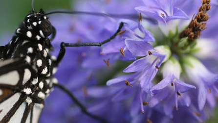 butterfly on flower