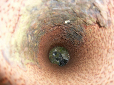 Great tits nesting in a vent pipe
