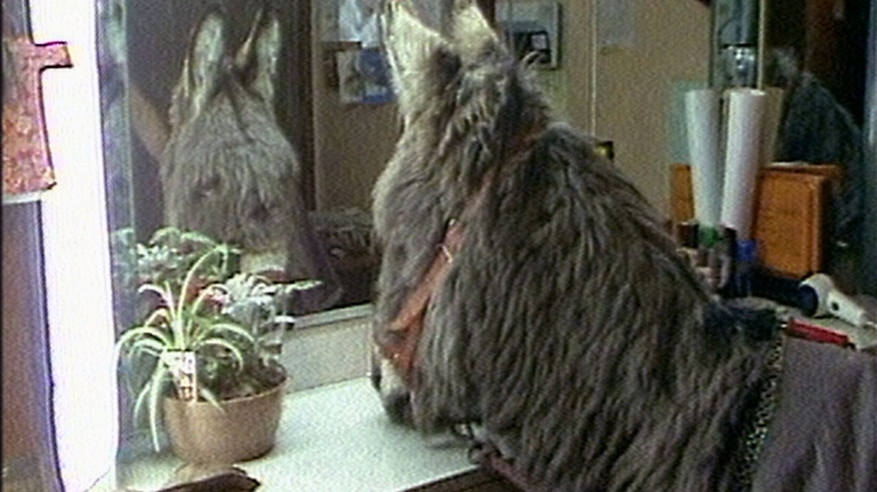 The donkey theatre star, 1987