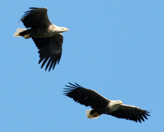 Pair of white-tailed sea eagles by Iain Erskine