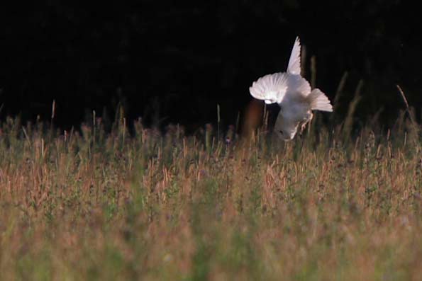 barn owl diving