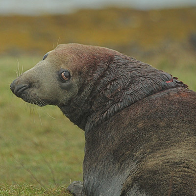Grey seal bull