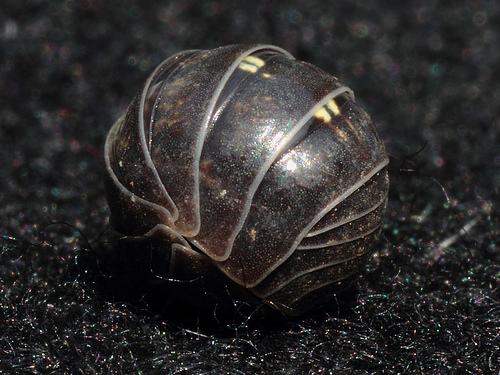 woodlouse curled in a ball by paulpaul2626