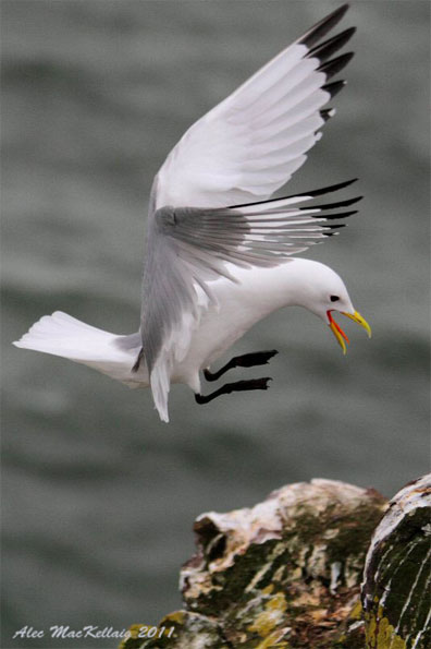Kittiwake by Alec MacKellaig