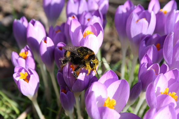 Queen Buff-tailed bumble bee by Robert Wright