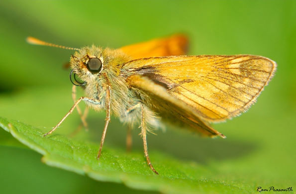 large skipper butterfly by Ram Prasanth