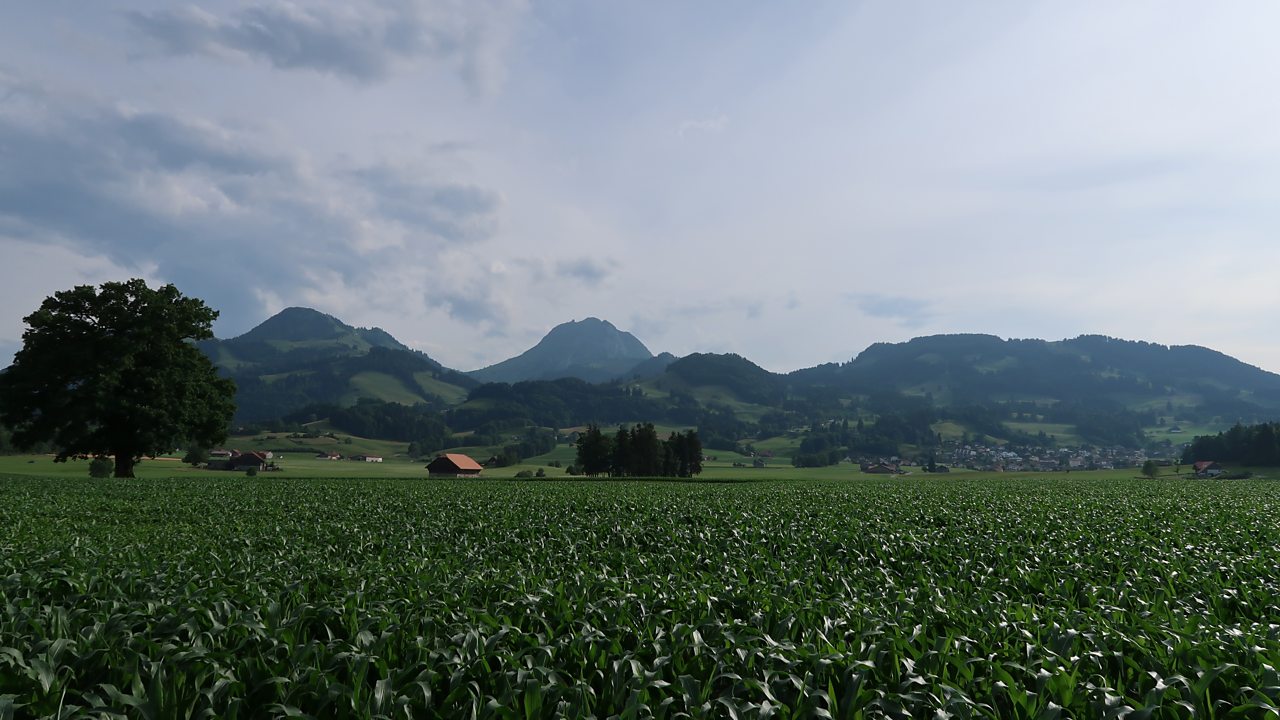 Schumann: Symphony No. 3 in E flat major, Op 97, 'Rhenish'