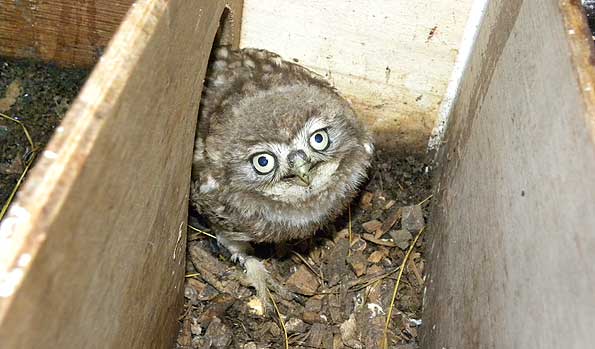 A juvenile little owl inside it's nest box