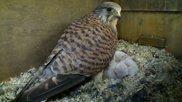 kestrel on nest