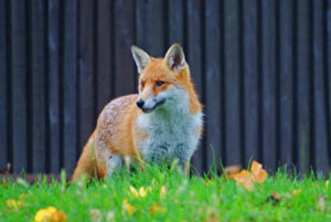 Urban Fox