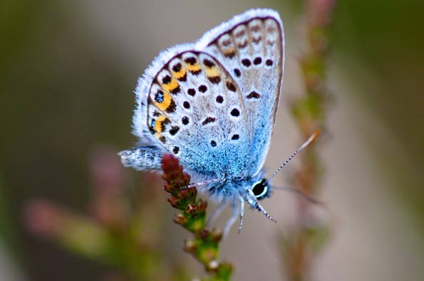Silver-studded blue by Ian A Kirk
